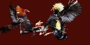 Đá Gà Trực Tiếp Thomo C1